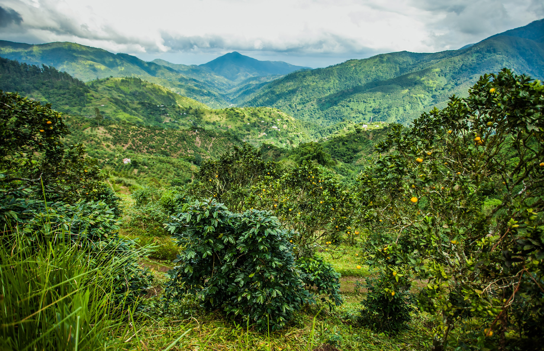 The reality: Jamaica has a lush interior 